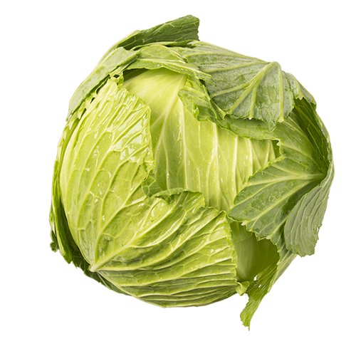 Cabbage Green Whole
